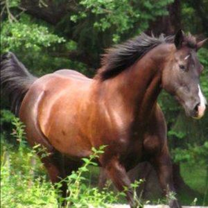 Meet your Posher, Barbara